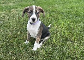 Twilight Sparkle -  Mixed Breed Dog for Adoption - Twilight Sparkle | PetCurious