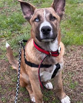 Husky and American Staffordshire Terrier Dogs Available for Adoption in Egg Harbor City, New Jersey - Scooby | PetCurious