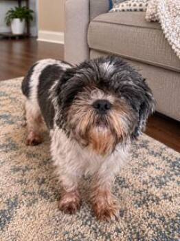 Oona -  Shih Tzu Dog for Adoption in Tifton, Georgia - Oona | PetCurious