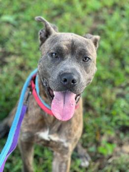 PB -  Mixed Breed Dog for Adoption in Cincinnati, Ohio - PB | PetCurious