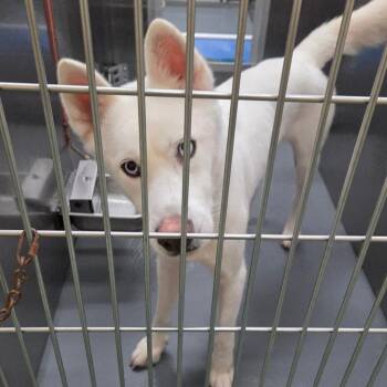 Jango -  Mixed Breed Dog for Adoption in Memphis, Tennessee - Jango | PetCurious