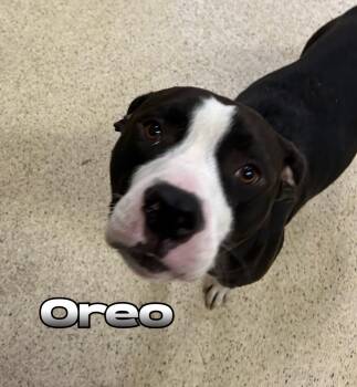 Oreo -  Terrier and Hound Dog for Adoption in Muncie, Indiana - Oreo | PetCurious