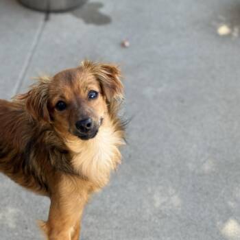 Flora -  Spaniel and Chihuahua Dog for Adoption in Fresno, California - Flora | PetCurious