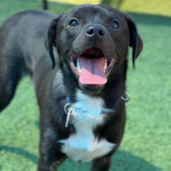 Patch A2295559 -  Mixed Breed Dog for Adoption in Los Angeles, California - Patch A2295559 | PetCurious