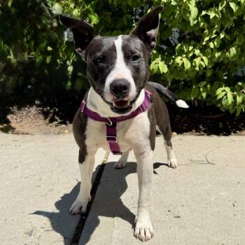 Glenda -  Labrador Retriever and Mixed Breed Dog for Adoption in East Hampton, New York - Glenda | PetCurious