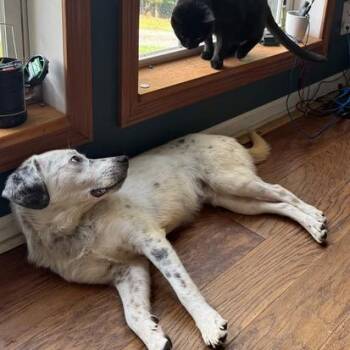 Little Buck -  Australian Cattle Dog Blue Heeler and Beagle Dog for Adoption in Fairfax, Virginia - Little Buck | PetCurious