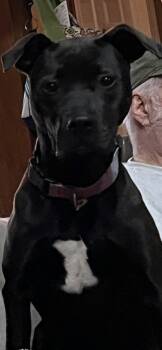 Rescue Labrador Retriever and Staffordshire Bull Terrier Dogs for Adoption in Gillsville, Georgia - Annie Oakley | PetCurious