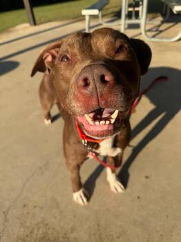 Fiddler -  Pit Bull Terrier Dog for Adoption in Chattanooga, Tennessee - Fiddler | PetCurious