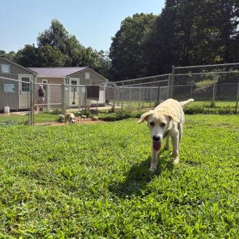 ALPHARETTA - Calista2 -  Golden Retriever Dog for Adoption in Blairsville, Georgia - ALPHARETTA - Calista2 | PetCurious