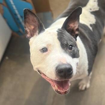Mixed Breed Dogs Available for Adoption - Spot | PetCurious