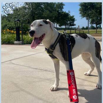 Rescue Staffordshire Bull Terrier Dogs for Adoption in Sugar Land, Texas - NINA | PetCurious