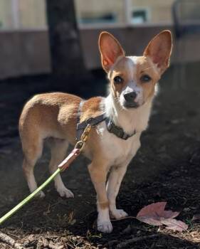 Pliny -  Chihuahua Dog for Adoption in Santa Rosa, California - Pliny | PetCurious