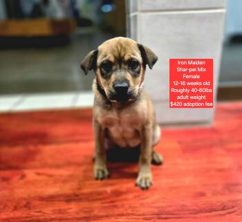 Rescue Shar Pei Dogs for Adoption in Oviedo, Florida - Iron Maiden | PetCurious