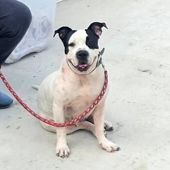 American Staffordshire Terrier and Mixed Breed Dogs Available for Adoption in Corpus Christi, Texas - Randa | PetCurious