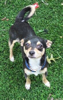 Bert -  Chihuahua Dog for Adoption in Tulsa, Oklahoma - Bert | PetCurious