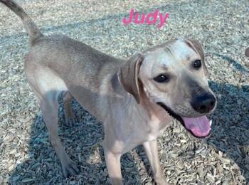 JUDY -  Rhodesian Ridgeback and Mixed Breed Dog for Adoption in Albuquerque, New Mexico - JUDY | PetCurious