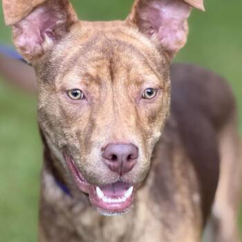 Solstice -  Catahoula Leopard Dog Dog for Adoption in Pittsford, Vermont - Solstice | PetCurious