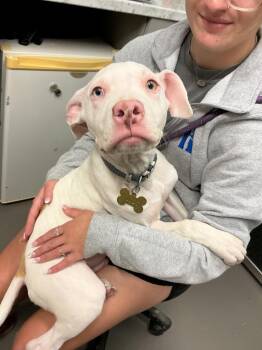 Milo (2) -  Pit Bull Terrier Dog Available for Adoption in Dyersburg, Tennessee - Milo (2) | PetCurious