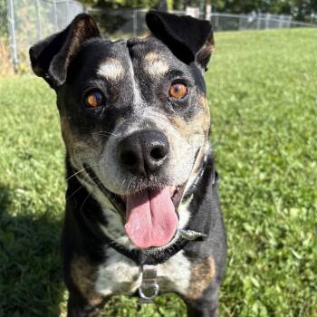 Mocha -  Mixed Breed Dog for Adoption in South Burlington, Vermont - Mocha | PetCurious