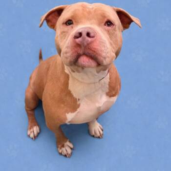 Mixed Breed Dogs Available for Adoption in Memphis, Tennessee - Goldie | PetCurious