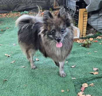 Pomeranian Dogs Available for Adoption in Margate, Florida - Beren | PetCurious