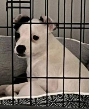 Rat Terrier and Chihuahua Dogs Available for Adoption - SPONSOR OR FOSTER ME - Snoopy | PetCurious