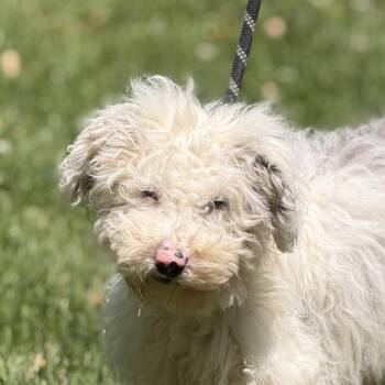 Poodle and Wheaten Terrier Dogs Available for Adoption in Locust Fork, Alabama - Lexus | PetCurious