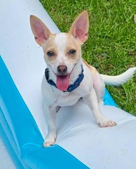 WILBUR....loves playing and chasing lizards -  Chihuahua and Rat Terrier Dog for Adoption - WILBUR....loves Playing And Chasing Lizards | PetCurious