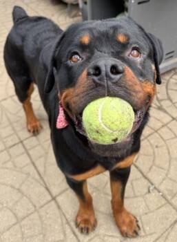 Rescue Rottweiler Dogs for Adoption in Providence, Rhode Island - Magnus | PetCurious
