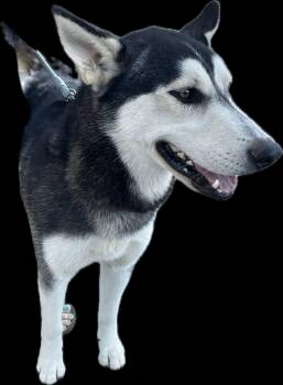 Rescue Siberian Husky Dogs for Adoption in Missoula, Montana - Kathy – The Husky Who Checks Every Box (and Then Shreds It For F | PetCurious