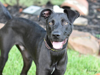 Rescue Great Dane and Pointer Dogs for Adoption in Conroe, Texas - Rummy | PetCurious