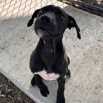 Wallace -  Black Labrador Retriever and Pit Bull Terrier Dog for Adoption in The Colony, Texas - Wallace | PetCurious