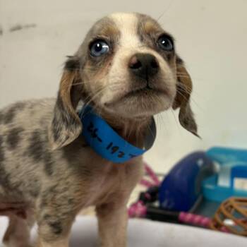 Liberty -  Mixed Breed Dog for Adoption in Yuma, Arizona - Liberty | PetCurious