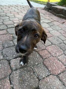 Chloe -  Terrier and Dachshund Dog for Adoption in Overland Park, Kansas - Chloe | PetCurious