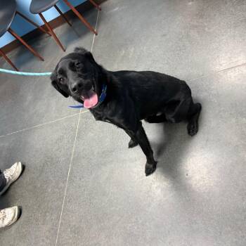 Black Labrador Retriever and Australian Shepherd Dogs Available for Adoption in Idaho Falls, Idaho - Olive | PetCurious