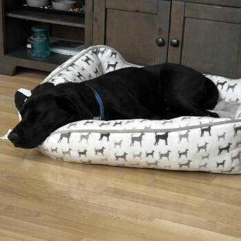 Labrador Retriever Dogs Available for Adoption in Oceanside, California - *** Loreto | PetCurious