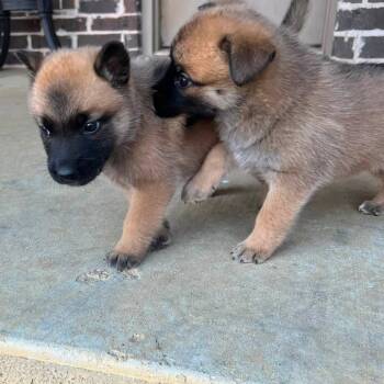 Tallulah -  Belgian Shepherd Malinois Dog for Adoption in Minneapolis, Minnesota - Tallulah | PetCurious