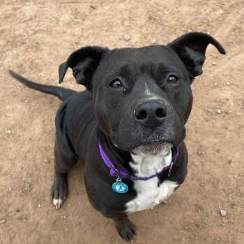 Rescue Pit Bull Terrier Dogs for Adoption in Sand Springs, Oklahoma - Sky | PetCurious