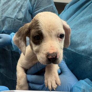 Mixed Breed Dogs Available for Adoption - Darren | PetCurious