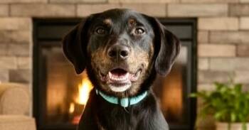 Duke -  Labrador Retriever Dog for Adoption in Windsor Locks, Connecticut - Duke | PetCurious