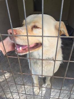 Luke (Cool Hand) -  Yellow Labrador Retriever and Husky Dog for Adoption in Thompson Falls, Montana - Luke (Cool Hand) | PetCurious