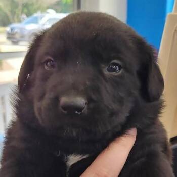 Retriever Dogs Available for Adoption in Montgomery, Alabama - Butterfly | PetCurious