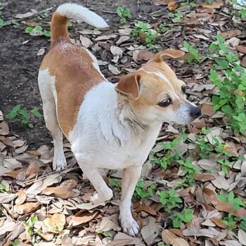 Chihuahua Dogs Available for Adoption in San Antonio, Texas - ELLIE BELL | PetCurious