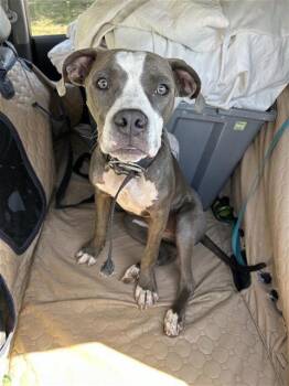 PUPPY -  American Staffordshire Terrier Dog for Adoption in San Antonio, Texas - PUPPY | PetCurious