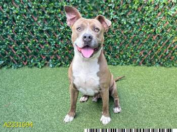 Mixed Breed Dogs Available for Adoption in West Palm Beach, Florida - FREDRICK | PetCurious