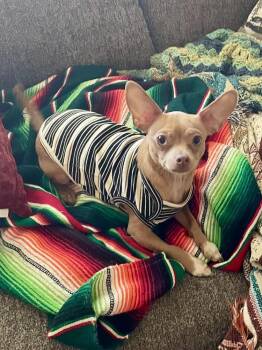 Buck -  Chihuahua and Yorkshire Terrier Dog for Adoption in Tucson, Arizona - Buck | PetCurious