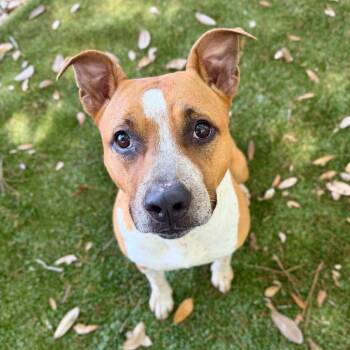 Mixed Breed Dogs Available for Adoption - Curly  Fry | PetCurious