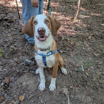 Jeff -  Retriever and Labrador Retriever Dog for Adoption in Wake Forest, North Carolina - Jeff | PetCurious