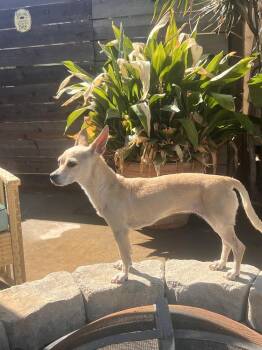 Chihuahua Dogs Available for Adoption in Claremont, California - Chili | PetCurious