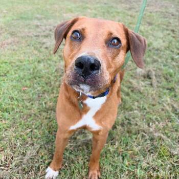 Maxwell -  Hound and Labrador Retriever Dog for Adoption in Tulsa, Oklahoma - Maxwell | PetCurious